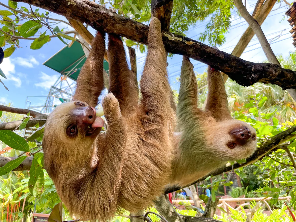 Diamante Eco Adventure Park - Image 3