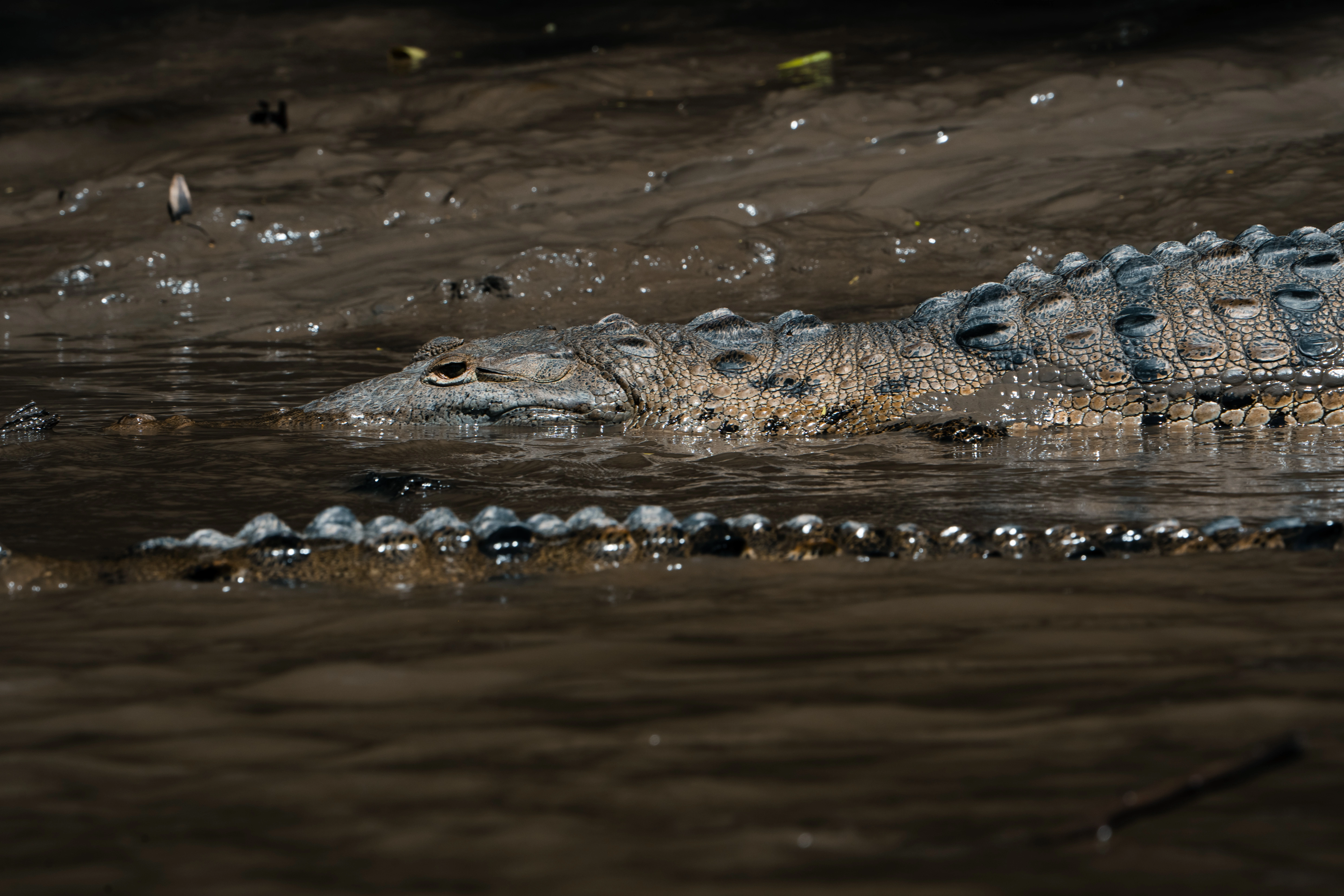Palo Verde National Park Boat Safari