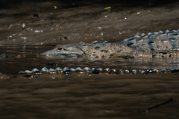 Palo Verde National Park Boat Safari