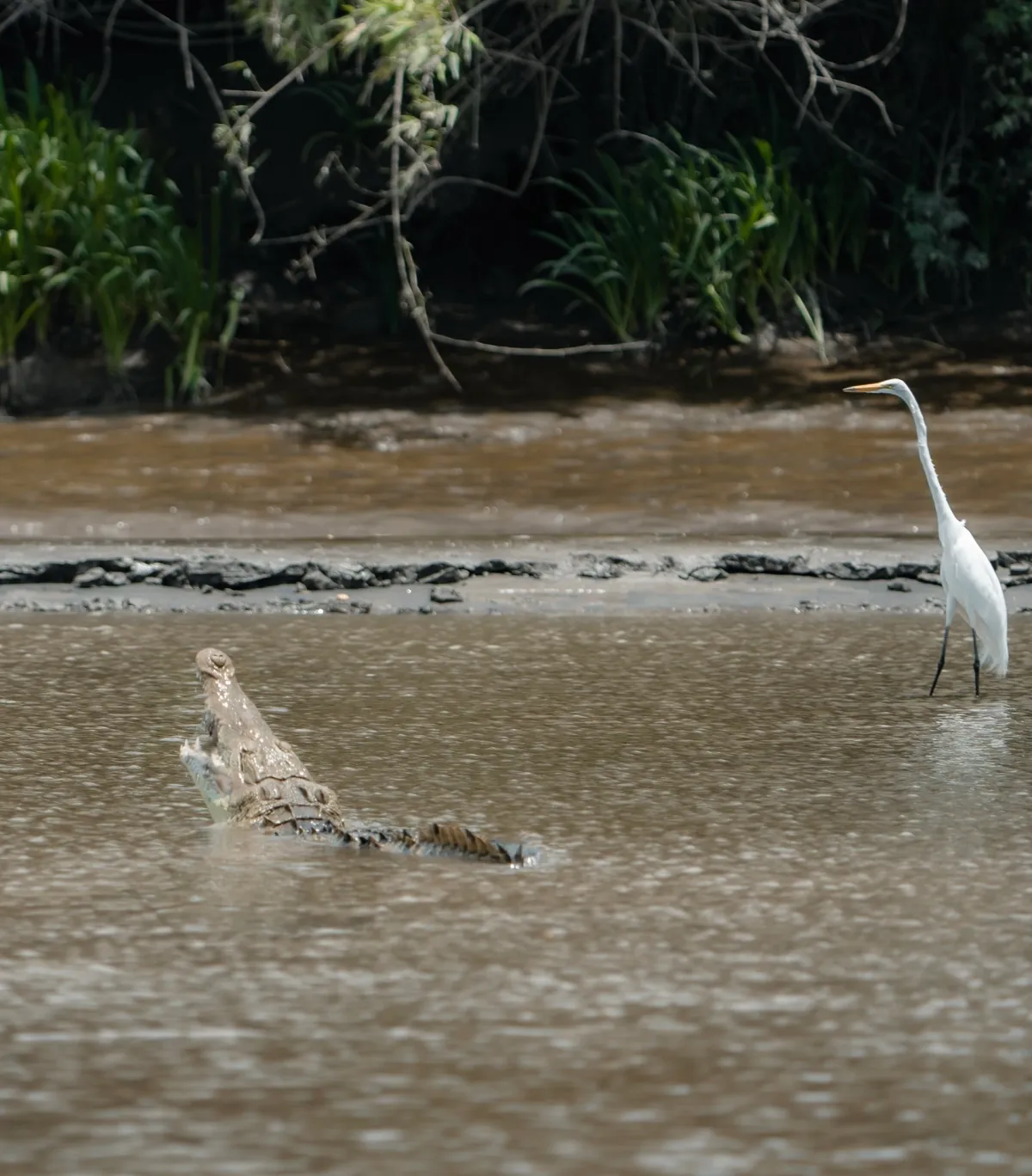 Palo Verde National Park Boat Safari - Image 1