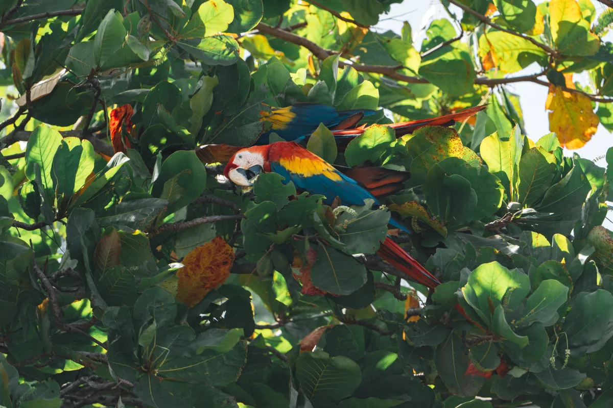 Palo Verde National Park Boat Safari - Image 3