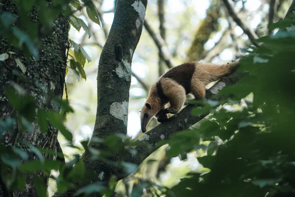 Rio Celeste Waterfall Hike – Tenorio Volcano National Park - Image 1