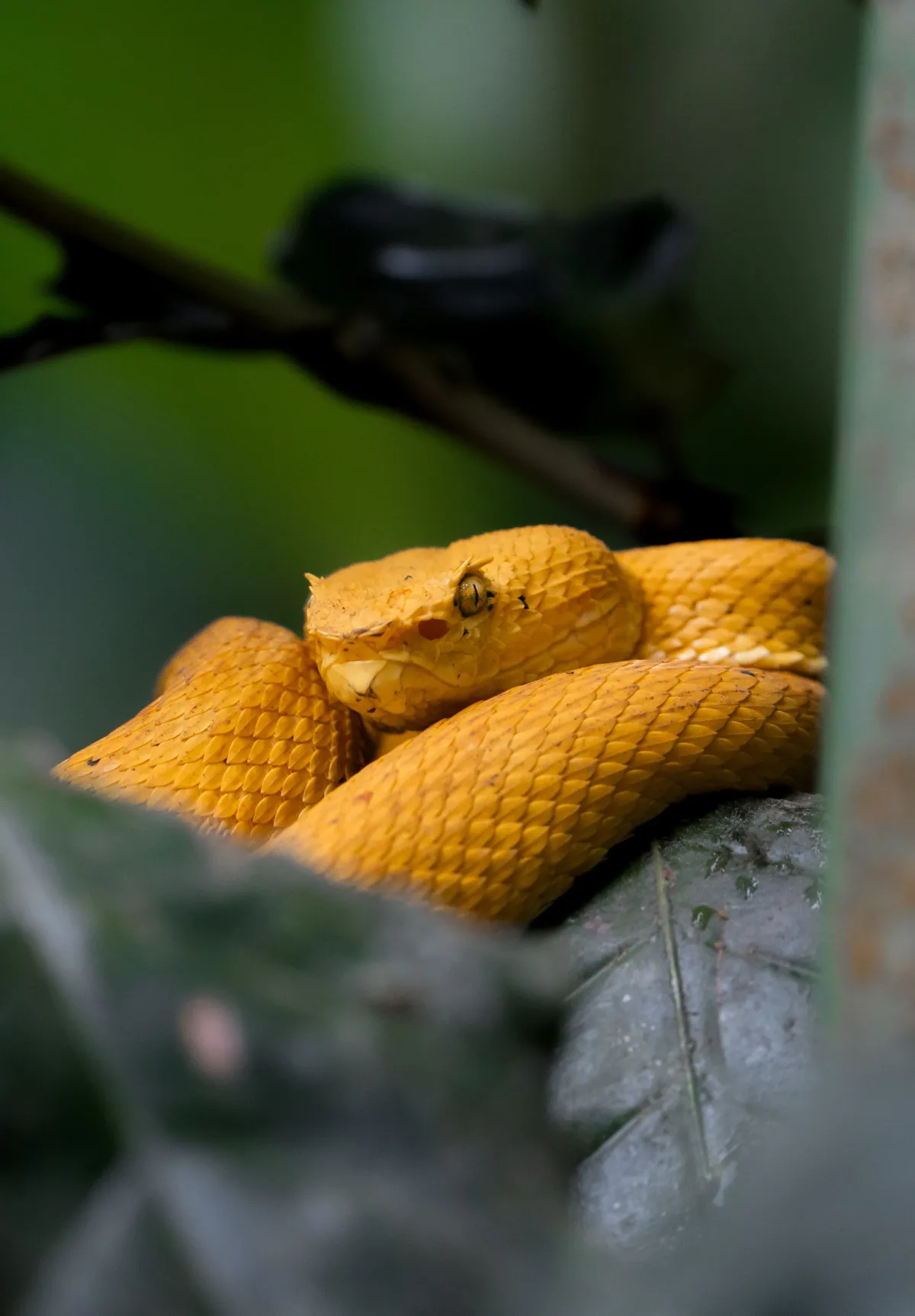 Rio Celeste Waterfall Hike – Tenorio Volcano National Park - Image 2