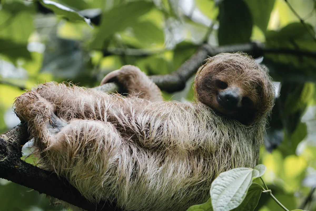 Rio Celeste Waterfall Hike – Tenorio Volcano National Park - Image 3