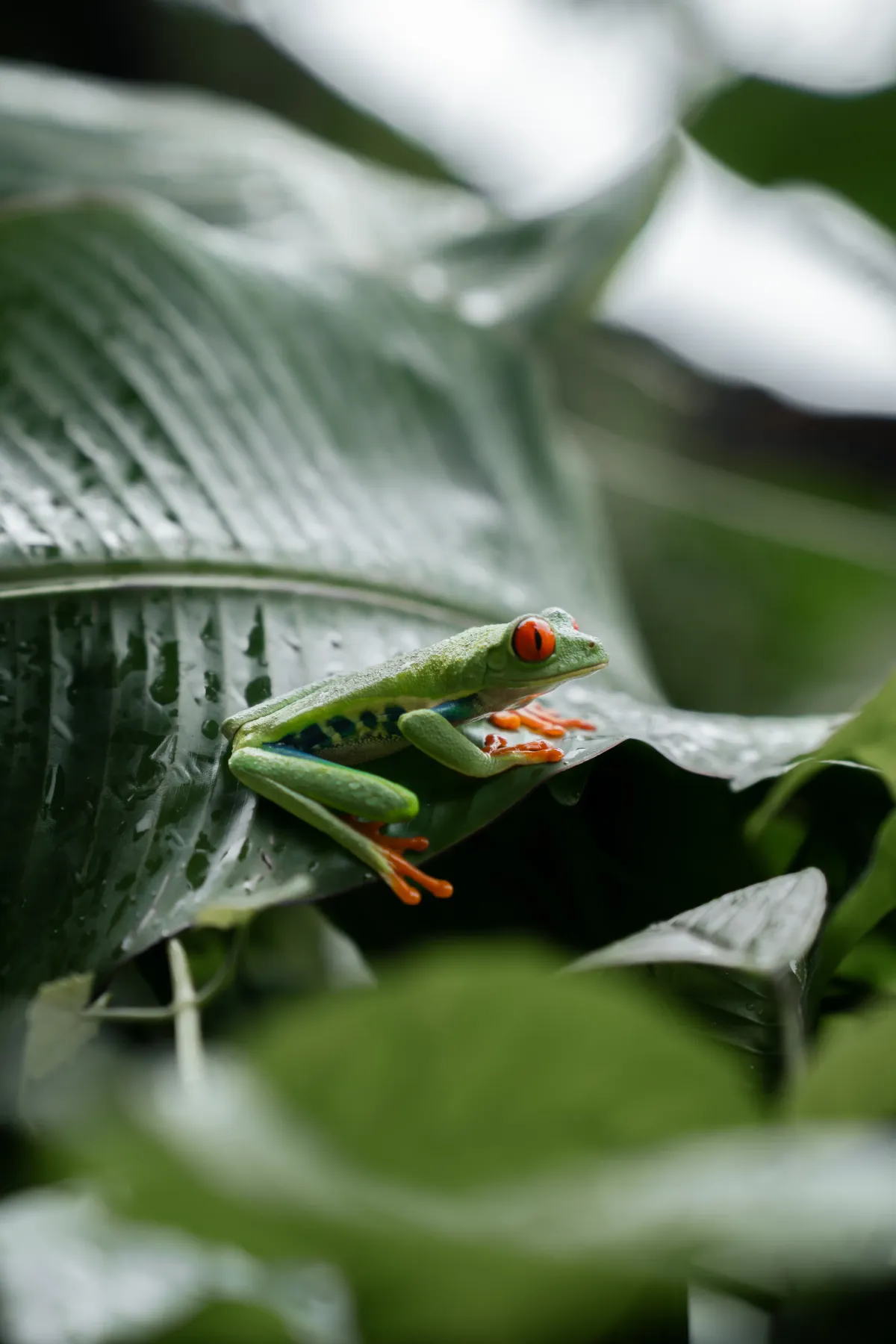 Rio Celeste Waterfall Hike – Tenorio Volcano National Park - Image 4