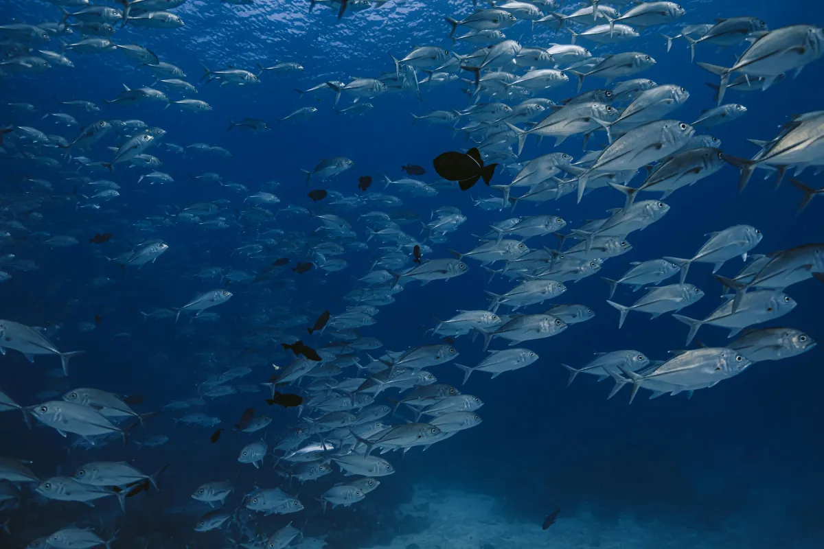 Tamarindo Scuba Diving Tour - Image 3