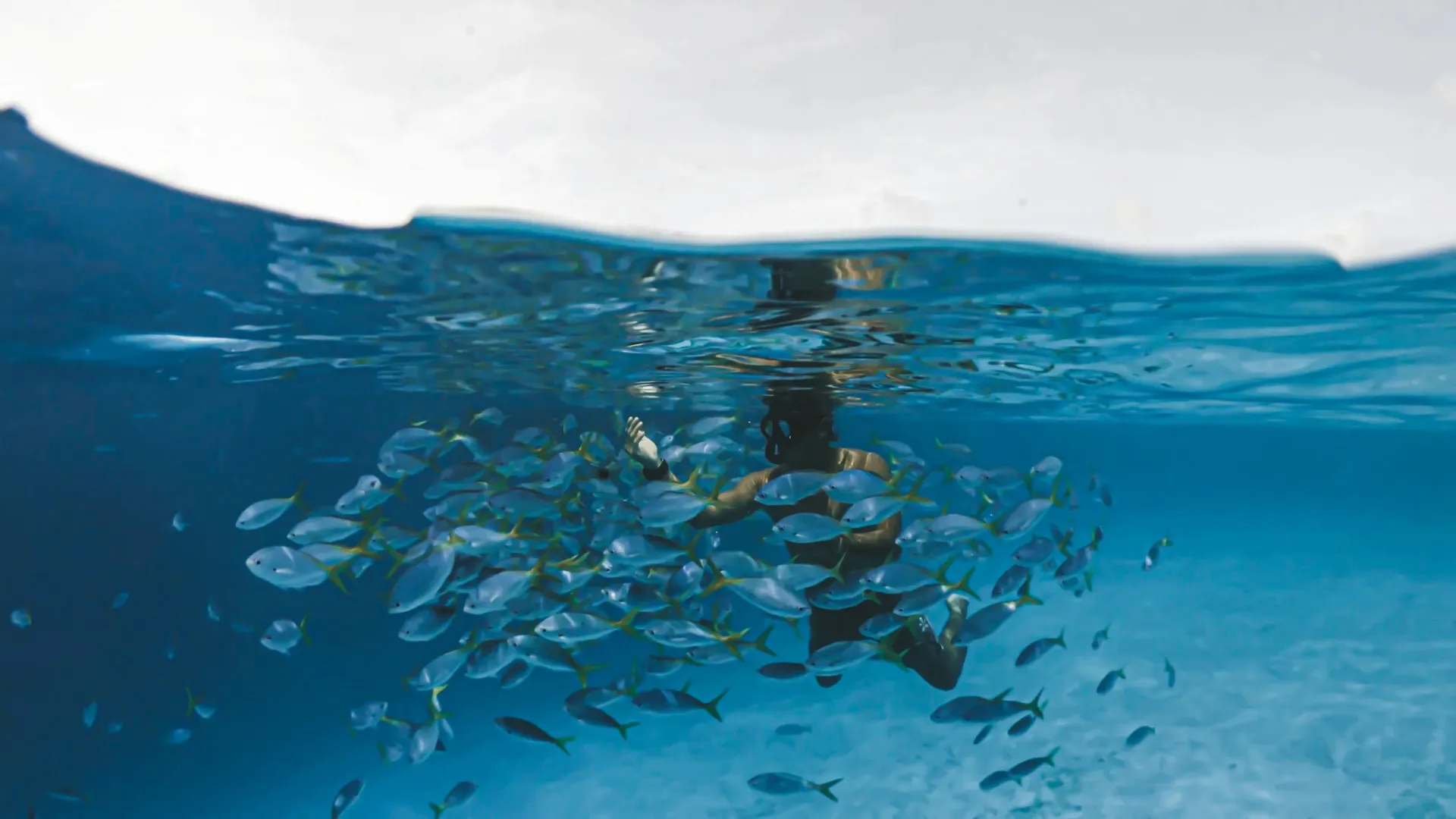 Snorkel Tour, Catalina Islands