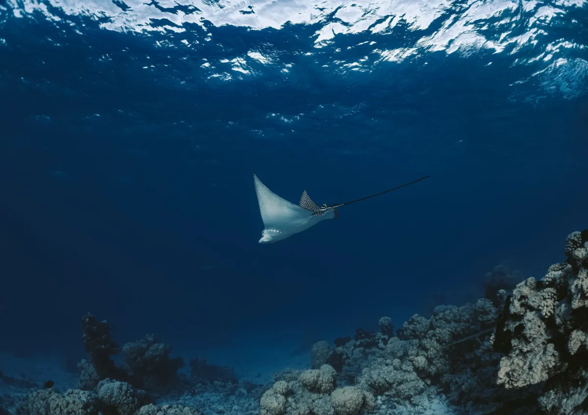 Snorkel Tour, Catalina Islands - Image 1