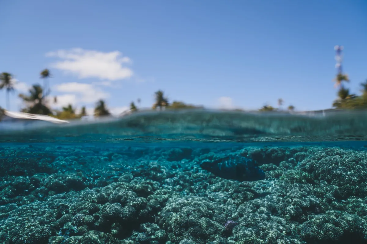 Snorkel Tour, Catalina Islands - Image 2