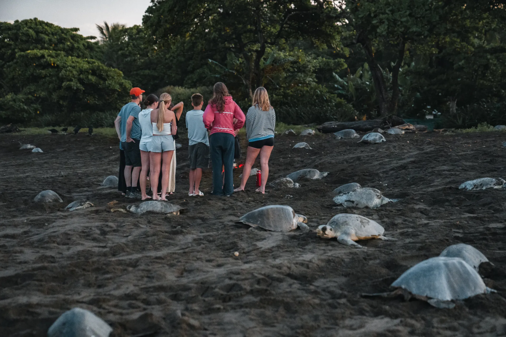 Special Arribada Turtle Tour