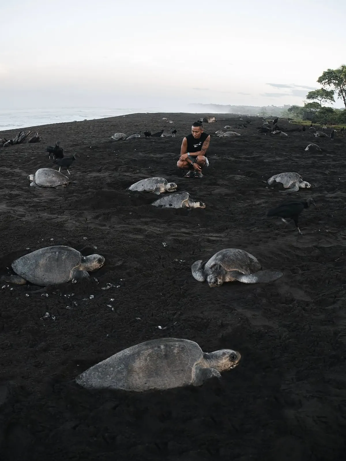 Special Arribada Turtle Tour - Image 1