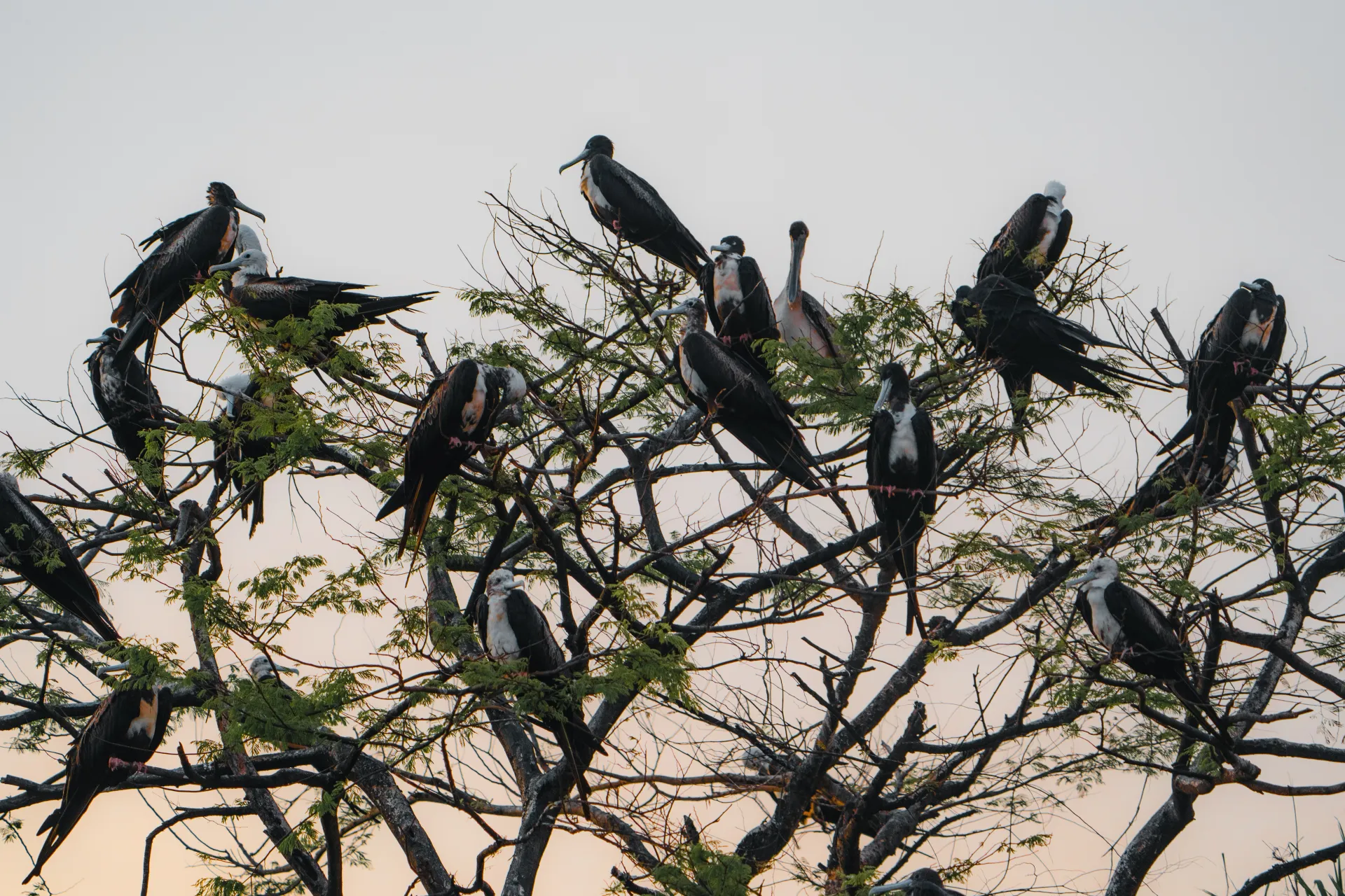 Tamarindo Estuary Boat Tour