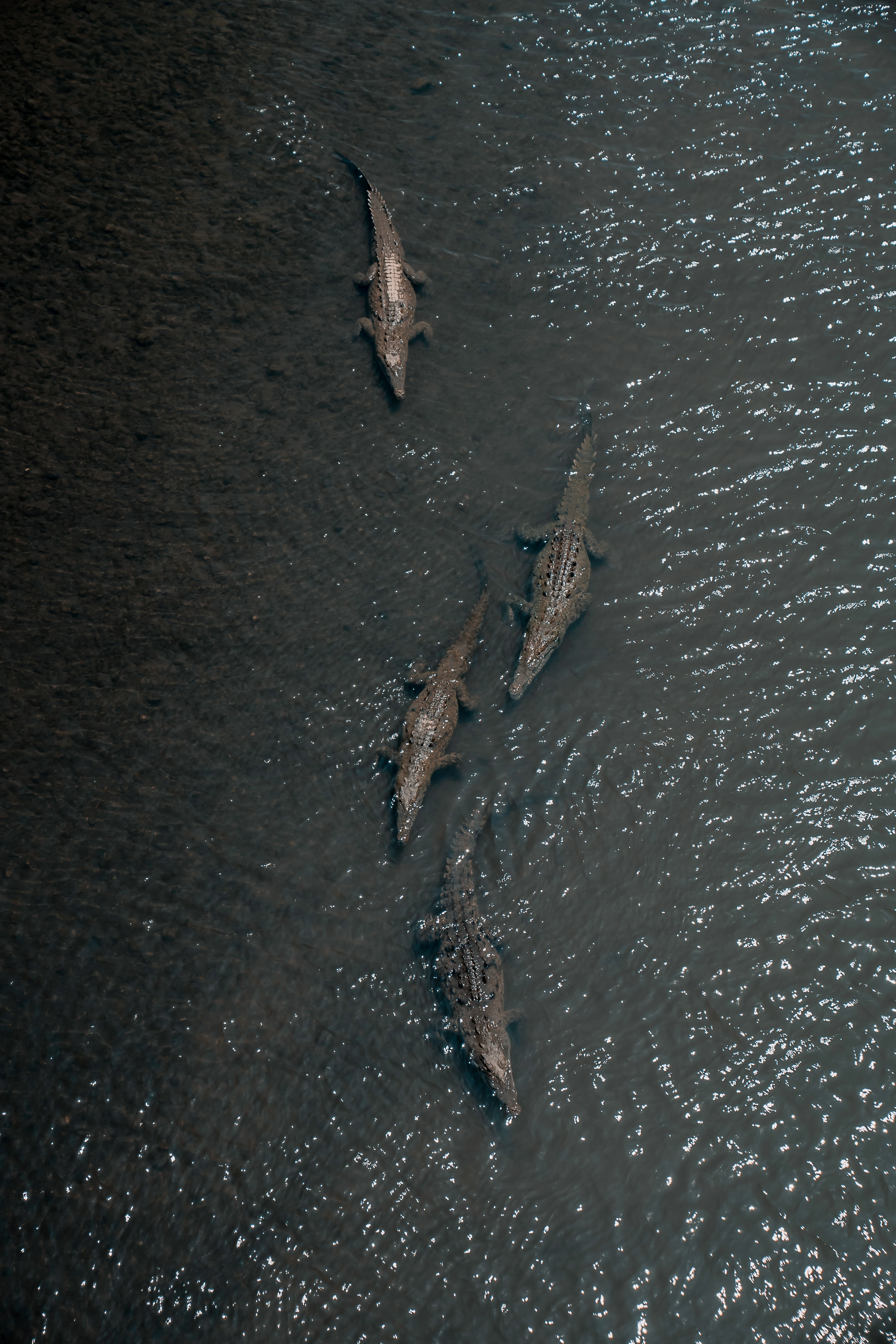 Tamarindo Estuary Boat Tour