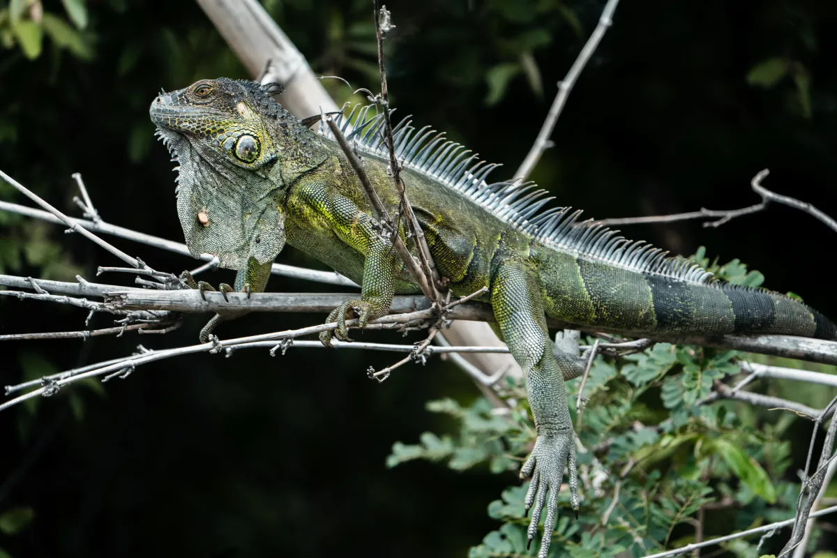 Tamarindo Estuary Boat Tour - Image 3