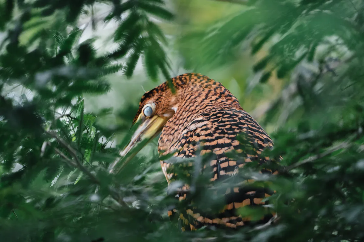 Tamarindo Estuary Boat Tour - Image 4