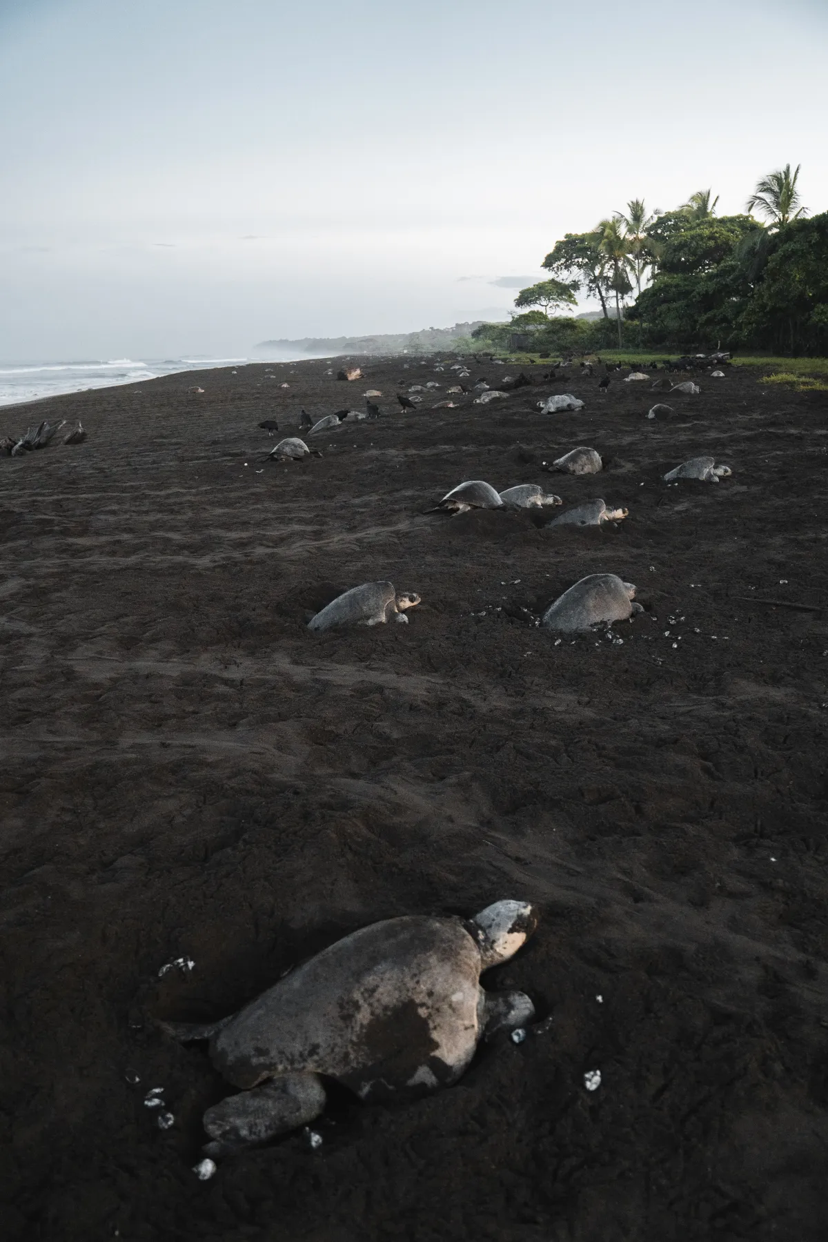 Tamarindo Turtle Watching Tour - Image 1