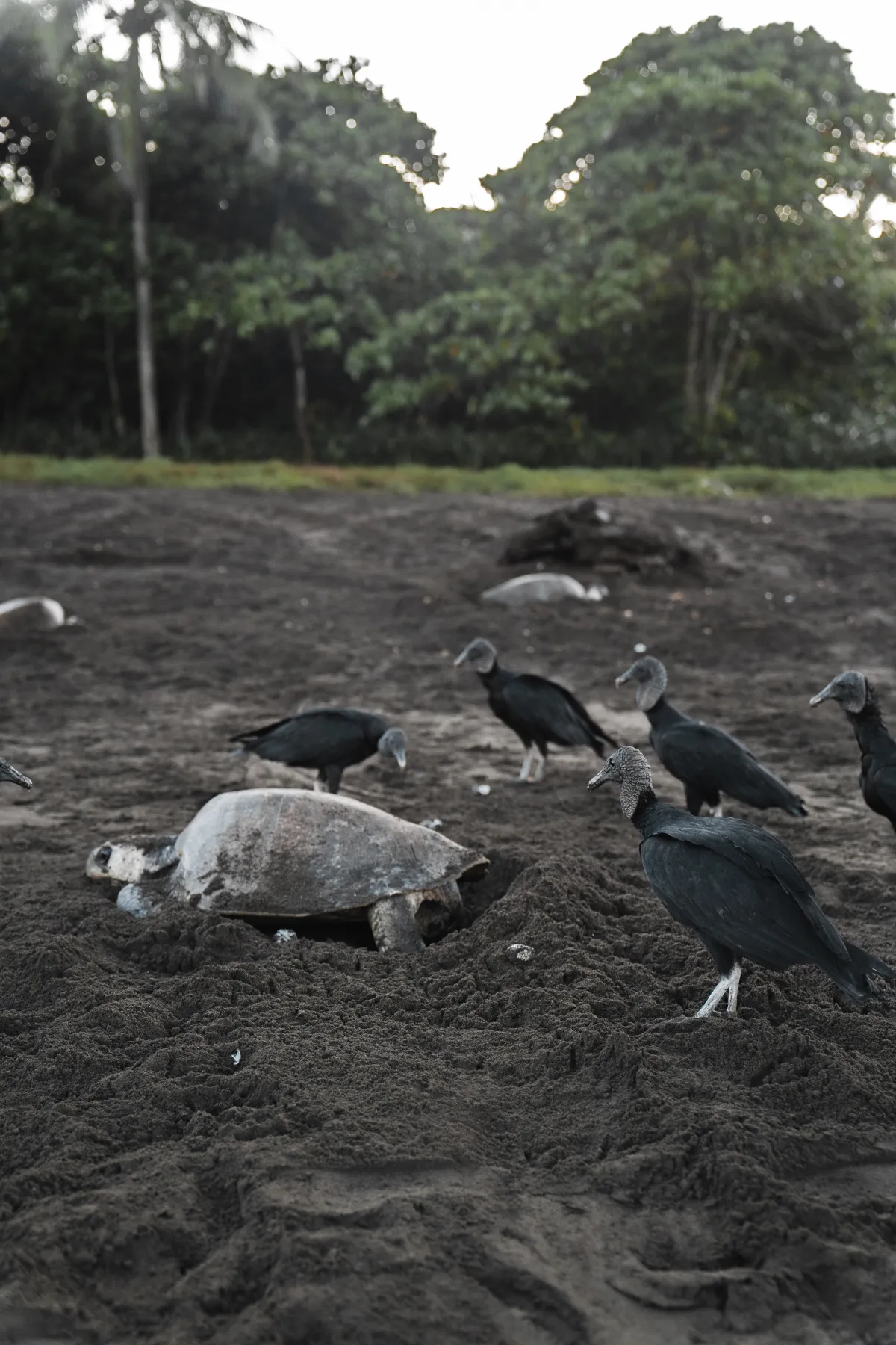Tamarindo Turtle Watching Tour - Image 2