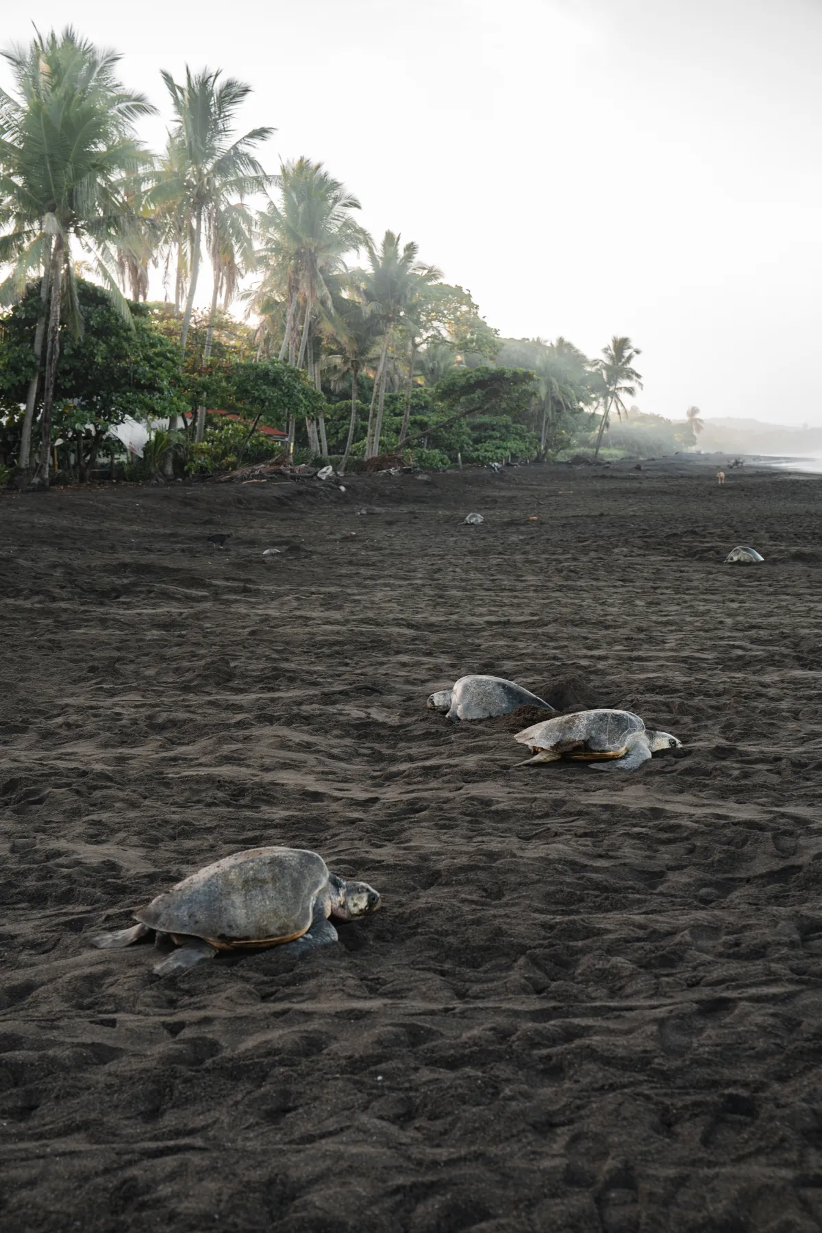 Tamarindo Turtle Watching Tour - Image 3