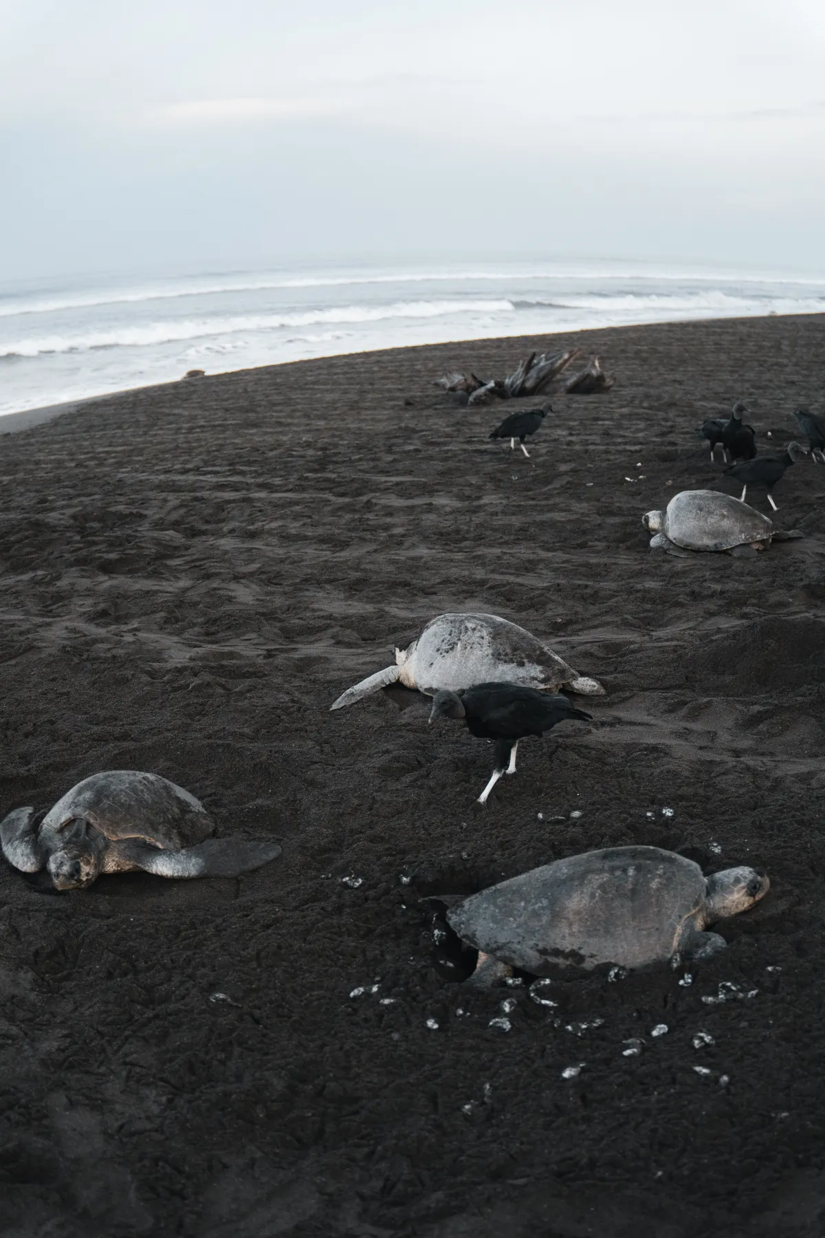 Tamarindo Turtle Watching Tour - Image 4
