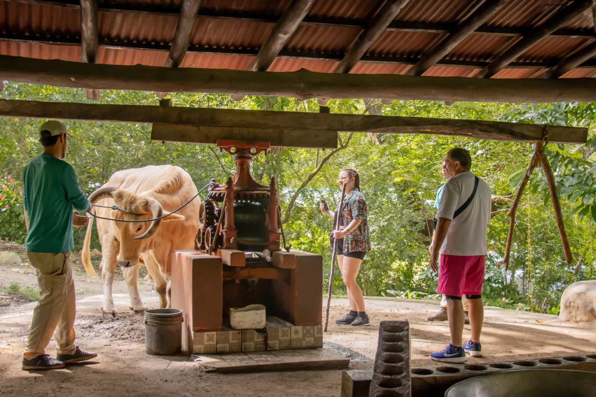 Vandará Day Tour - Image 4