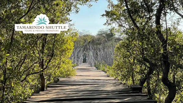 Liberia Airport → Avellanas